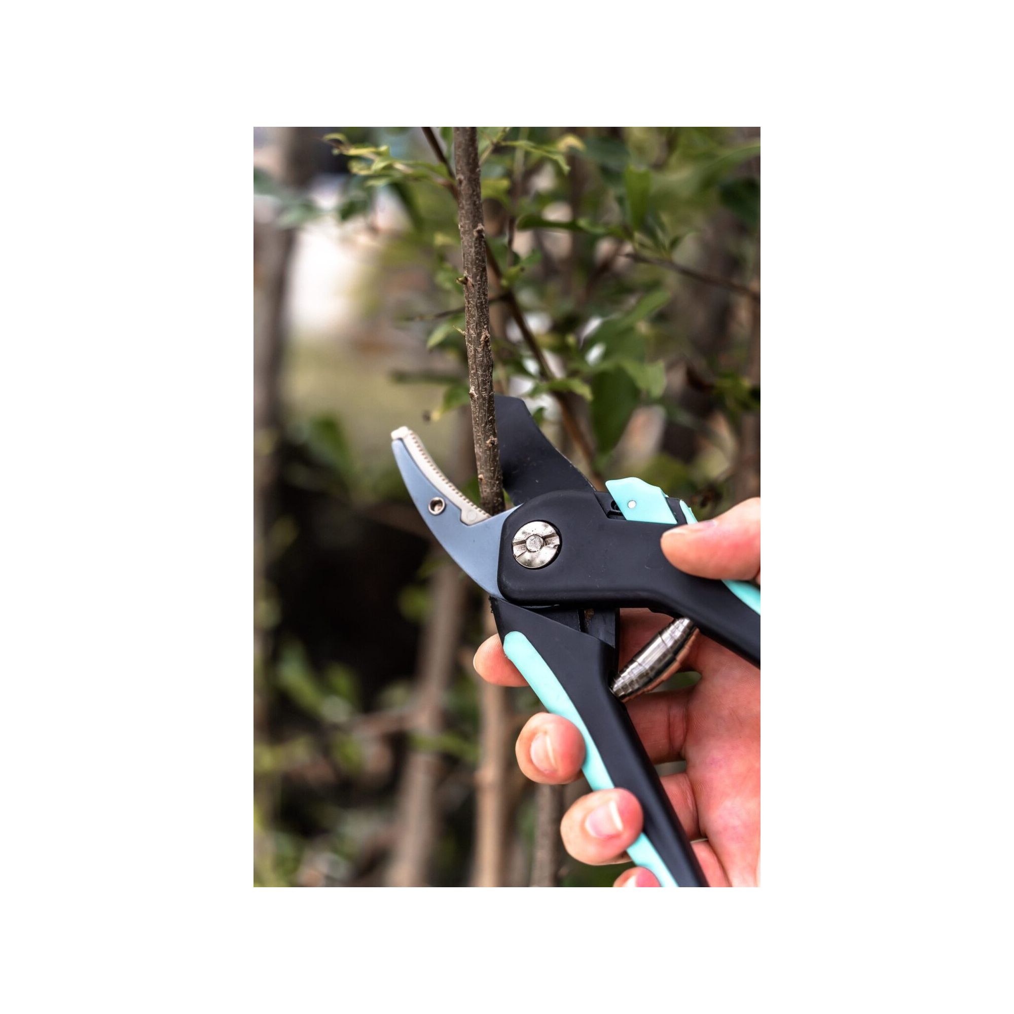 Lot de 2 sécateurs - Suan - Lame franche et lame enclume - En acier