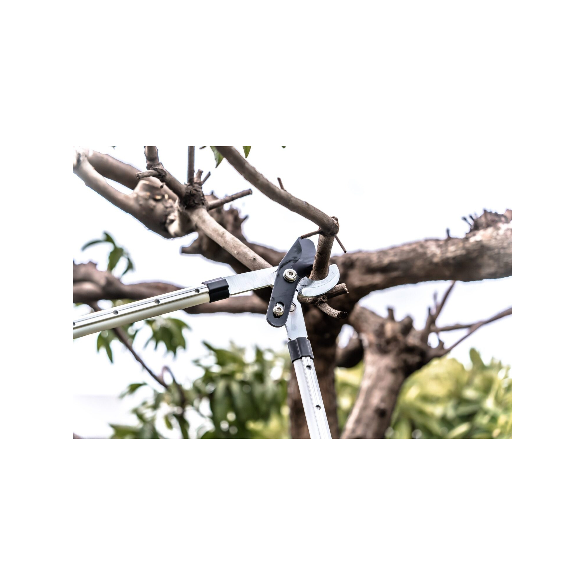 Coupe branche lame enclume - Suan - Manche télescopique - Dimensions : 88,5 x 30,5 x 3 cm